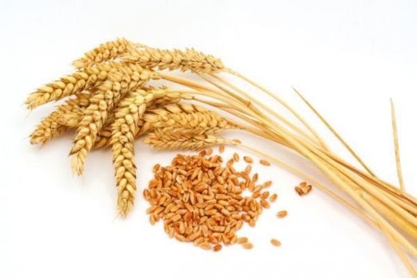 Turkish Wheat Buyers May Turn To EU If Russian Trade Slows