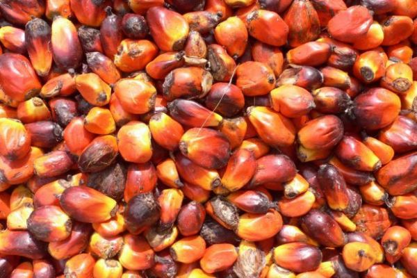 Palm Oil Inventories in Malaysia Jump to Record as Exports Slide