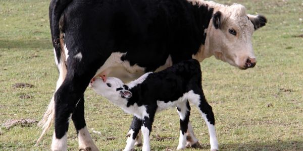 Danone To Bring Les 2 Vaches Organic Yoghurts To Spain