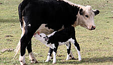 Serbia Introduces Import Fees for Milk and Yoghurt
