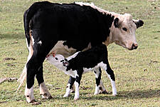 Serbia Introduces Import Fees for Milk and Yoghurt