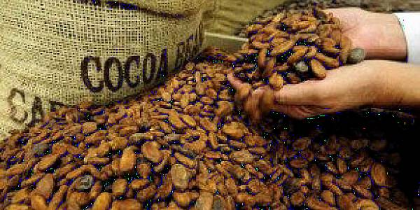 Europe Seen Processing More Cocoa As Grinding Profits Increase