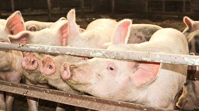 Germany Ups Anti-Swine Fever Measures After Case Close To Border
