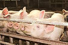 First Quarter Pork Output In China Jumps To Highest In Two Years