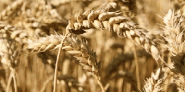 South African Wheat Gains to 7-Year High as Drought Cuts Yields