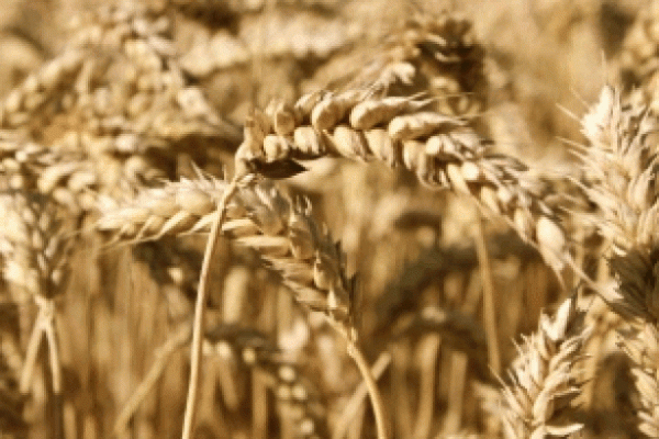 S. Africa Seen Cutting 2015 Wheat-Output Goal 0.9%, Survey Shows