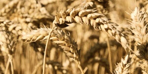 French Wheat Woes Can’t Stop Record World Grain Glut Swelling