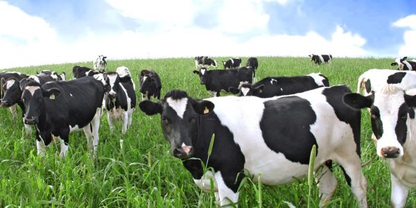 Spanish Government To Invest €1.7 Million Promoting Dairy