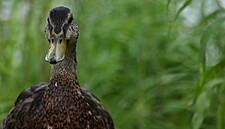 Second Case Of H5N8 Bird Flu Found In Hungary In A Week