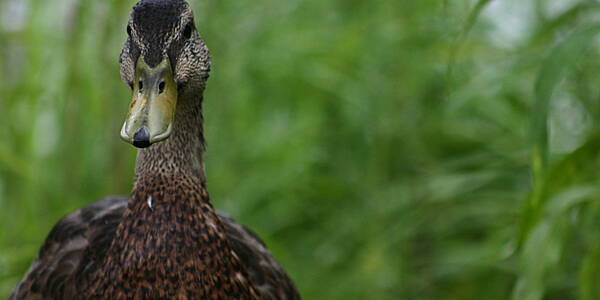 France Reports Second Bird Flu Outbreak On Farm