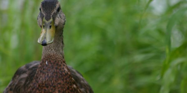 France To Cull More Ducks In 'Race Against Time' To Halt Bird Flu