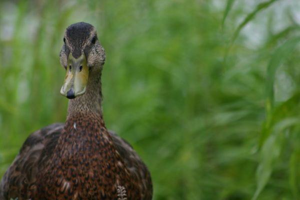 French Producers Attack US Decision On Foie Gras Ban