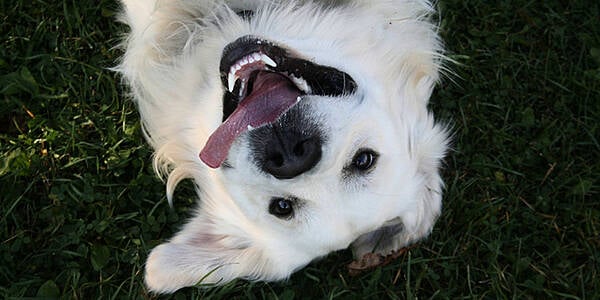 Tesco To Test Dog-Grooming Service In Cardiff