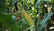 Mexico Is No Longer No. 1 U.S. Corn-Buyer After Trade Tensions