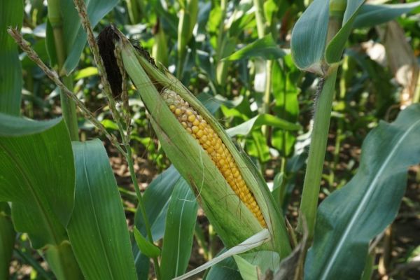 Mexico Is No Longer No. 1 U.S. Corn-Buyer After Trade Tensions