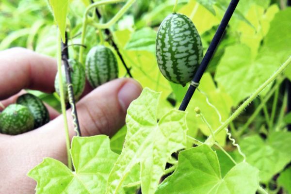 Waitrose Adds Cucamelons To Grow-Your-Own Range