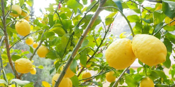 South African Citrus Growers Spend $66 Million On Disease Curbs