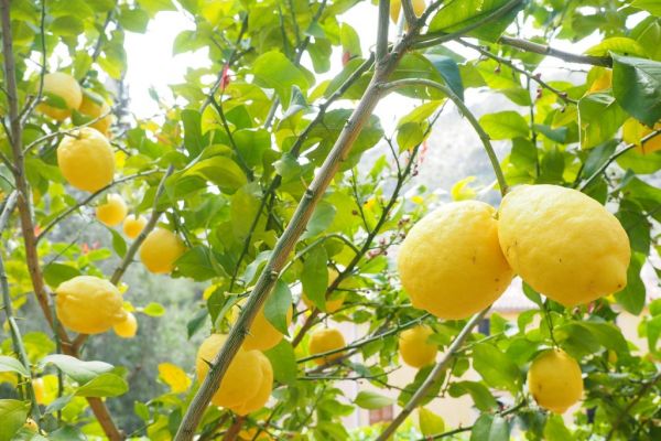 South African Citrus Growers Spend $66 Million On Disease Curbs
