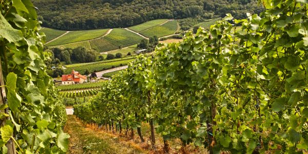 Beaujolais Wine Sales Rise In UK Supermarkets