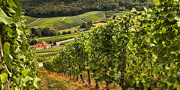 Beaujolais Wine Sales Rise In UK Supermarkets