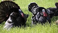 H5N8 Strain Of Bird Flu Found At Turkey Farm In Hungary