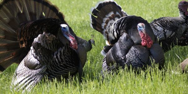 France Reports Bird Flu On Turkey Farm As Disease Spreads In Europe