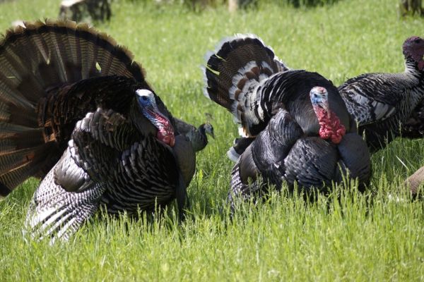 Turkey Burgers Go Antibiotic-Free As Butterball Jumps On Trend