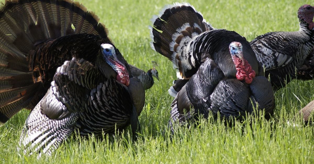 France Reports Bird Flu On Turkey Farm As Disease Spreads In Europe | ESM Magazine