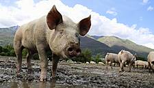 Bulgaria Steps Up Measures To Prevent Spread Of African Swine Fever