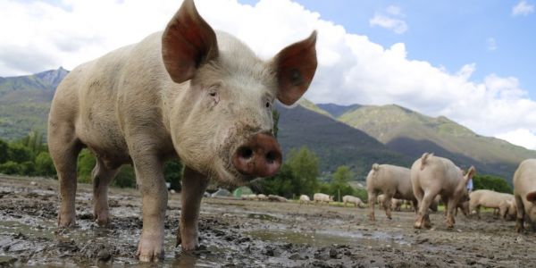Avril Group And Carrefour Reach Supply Chain Deal For Pork Feed