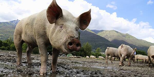 UK's Co-op Receives 'Good Pig Award' For High Welfare Pork Operations