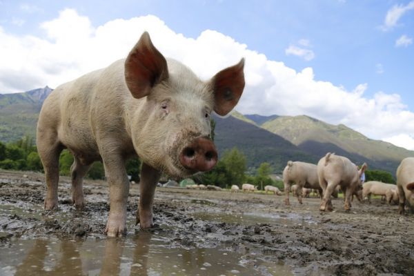 German Breeding Piglet Prices Slump After Swine Fever Found