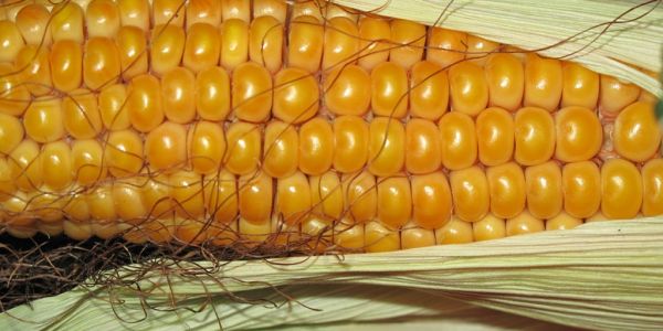 China's Looming Corn Shortage Fans Food Security Unease