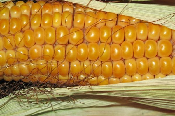 IGC Raises Forecast For 2023/24 World Corn Crop