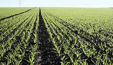 UK Farm Bill To Be Introduced This Month: Minister