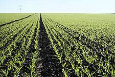 South American Weather Hurting Crops Is Driving Markets Crazy