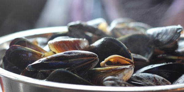 Colruyt Group Obtains Permit To Cultivate Belgian Mussels In North Sea