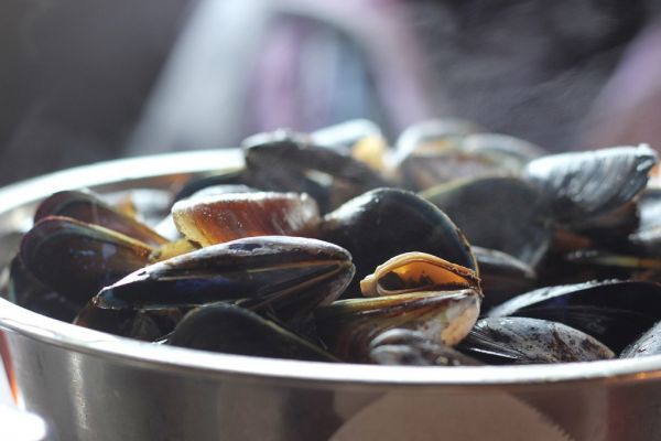 Colruyt Group Plans Commercial Cultivation Of Belgian Mussels