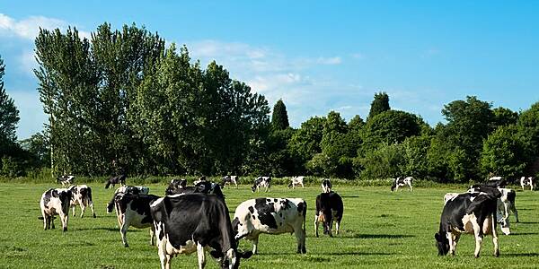 Portugal More Than Doubles Milk Production In Period Since 1980