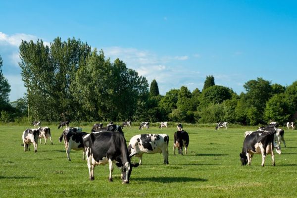 Portugal More Than Doubles Milk Production In Period Since 1980