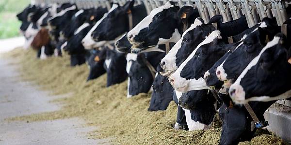 Saudi Dairy Farm Said To Mull Using Cow Dung To Meet Power Needs