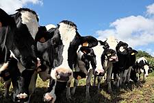 Milk Origin Label Becomes Mandatory In Italy