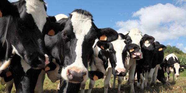 California Is Making Dairy Cows Climate-Friendly