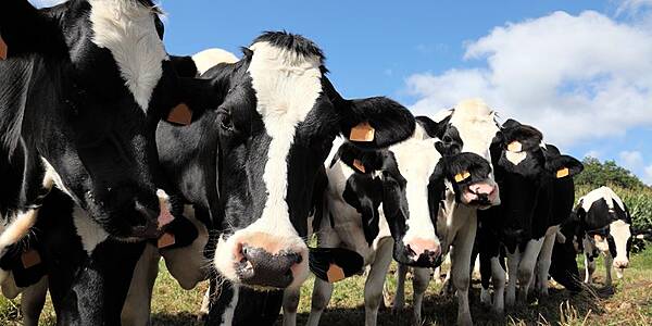 Dairy UK Lauds Expansion Of Adjudicator's Remit