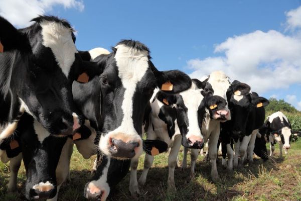 California Is Making Dairy Cows Climate-Friendly