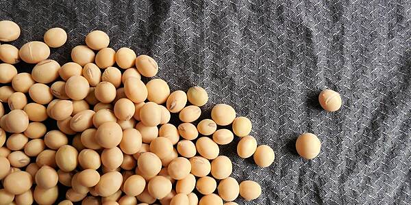 China Buys US Soybeans After Declaring Ban On American Farm Goods