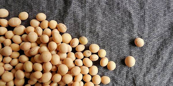 China Retaliates, Slaps Duties On U.S. Soybeans, Beef