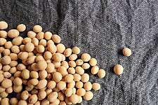 Soybeans Firm On Trade Optimism, Wheat Steadies After Slide