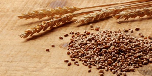 Most Ukrainian Grain Crops In Good State: Forecasters