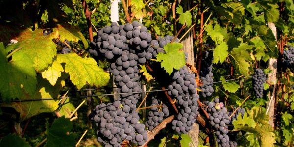 Fewer Grapes For South African Wine As El Nino Damages Harvest